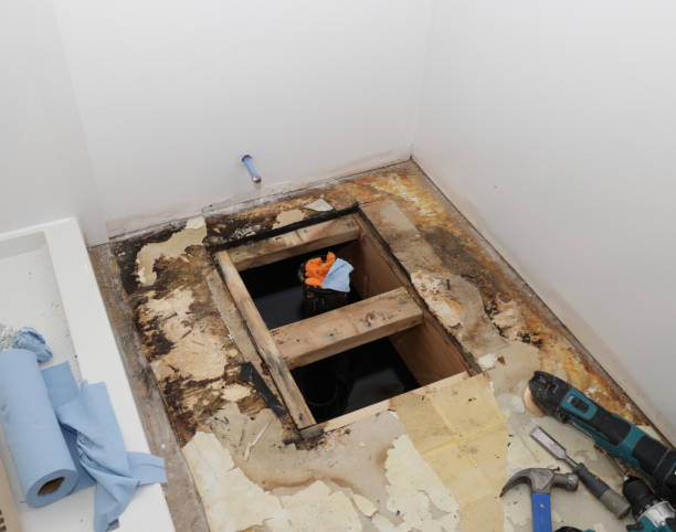 Best Emergency Mold Remediation in Fredericksburg, IA